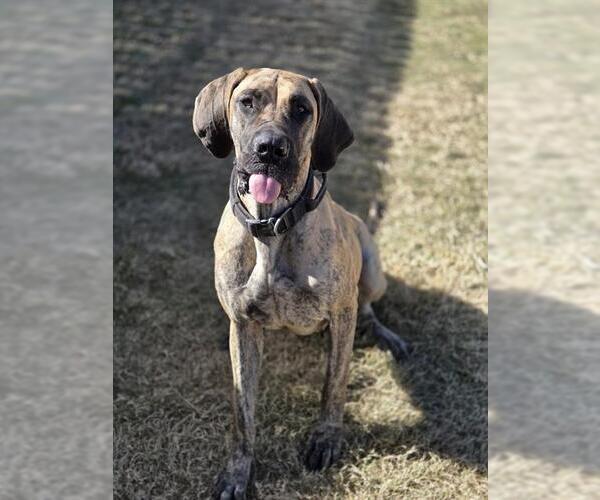 Medium Photo #1 Great Dane Puppy For Sale in Temple, TX, USA