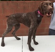 Small Photo #2 German Shorthaired Pointer Puppy For Sale in SUN VALLEY, CA, USA
