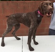 Small #1 German Shorthaired Pointer