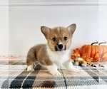 Small #2 Pembroke Welsh Corgi