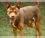 Small American Pit Bull Terrier Mix