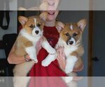 Small Photo #6 Pembroke Welsh Corgi Puppy For Sale in FAIR GROVE, MO, USA