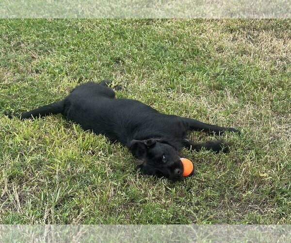 Medium Photo #4 Mutt Puppy For Sale in Houston, TX, USA