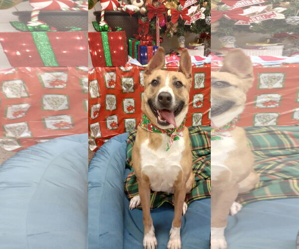 Medium Photo #4  Puppy For Sale in , 