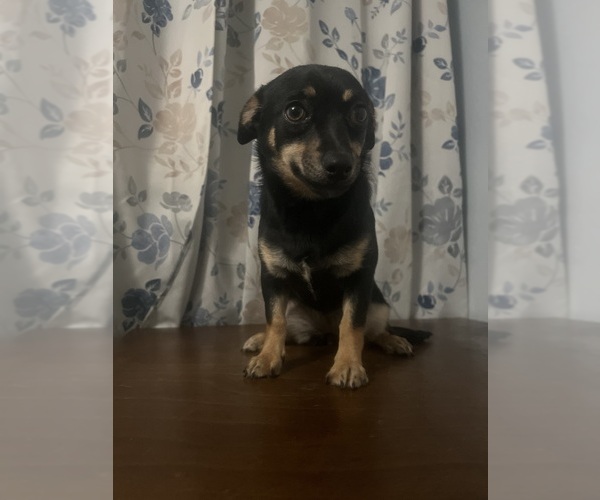 Medium Photo #11 Chihuahua Puppy For Sale in DURHAM, CT, USA