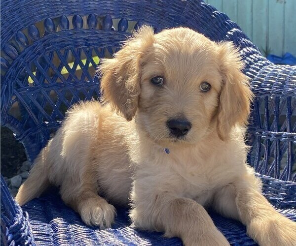 Medium Photo #1 Golden Retriever-Goldendoodle Mix Puppy For Sale in SEASIDE, OR, USA
