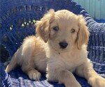 Small Photo #1 Golden Retriever-Goldendoodle Mix Puppy For Sale in SEASIDE, OR, USA