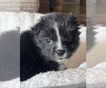 Small #6 Carolina Dog