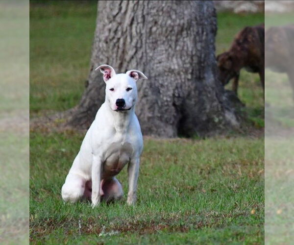 Medium Photo #1 Mutt Puppy For Sale in Ocala, FL, USA