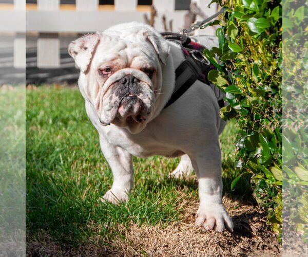 Medium Photo #6 Bulldog Puppy For Sale in San Jose, CA, USA