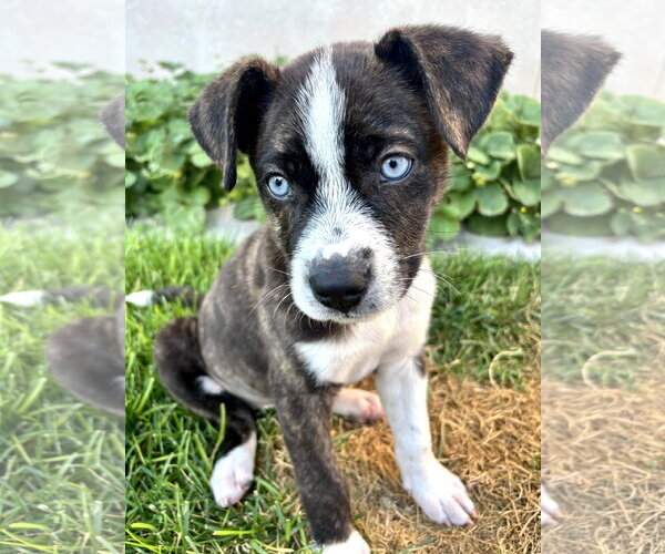 Medium Photo #7 Mutt Puppy For Sale in Sandy, UT, USA