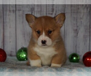 Pembroke Welsh Corgi Puppy for sale in FREDERICKSBG, OH, USA