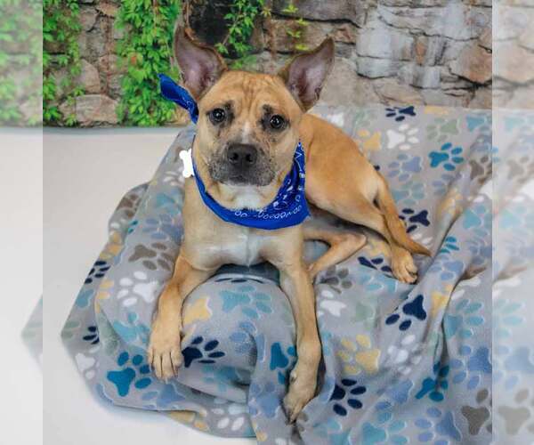 Medium Photo #4 Mutt Puppy For Sale in Kennesaw, GA, USA