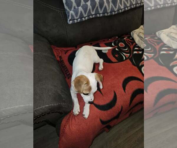 Medium Photo #6 Papshund Puppy For Sale in Arlington, WA, USA