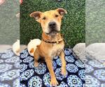 Small #1 American Staffordshire Terrier