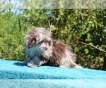 Small #6 ShihPoo