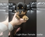 Puppy Light blue Rottweiler