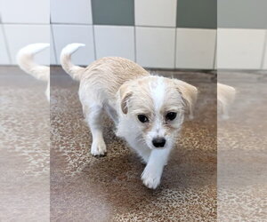 Hana - Female Mutt Dog for Adoption - Photo #2