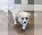 Small Photo #2 Mutt Puppy For Sale in Salinas, CA, USA