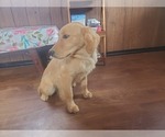 Small #6 Golden Retriever
