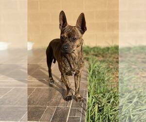 Mutt Dogs for adoption in Morganville, NJ, USA