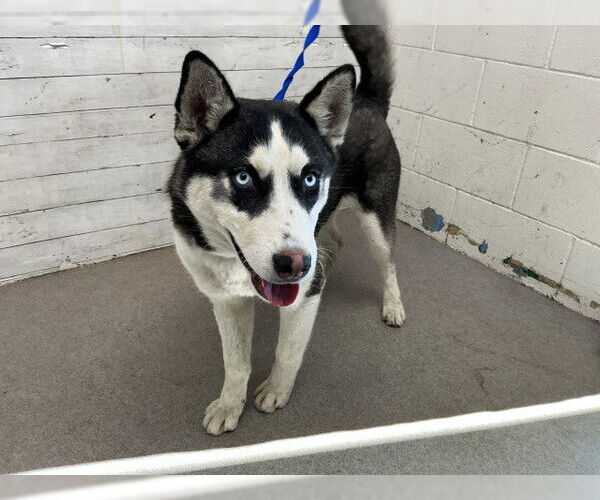 Medium Photo #1 Siberian Husky-Unknown Mix Puppy For Sale in San Bernardino, CA, USA