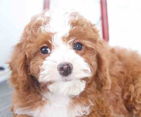 Medium Photo #1 Cavapoo Puppy For Sale in RED LION, PA, USA