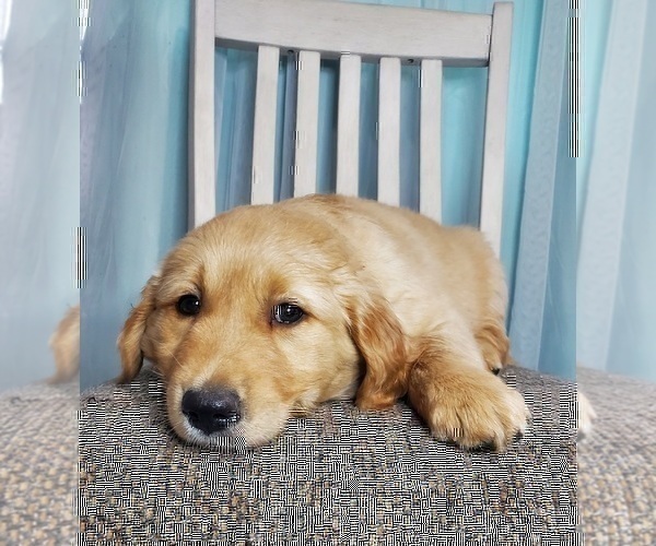 Medium Photo #2 Golden Retriever Puppy For Sale in ELKHART, IN, USA