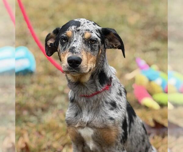 Medium Photo #1 Catahoula Leopard Dog-Labrador Retriever Mix Puppy For Sale in Yardley, PA, USA