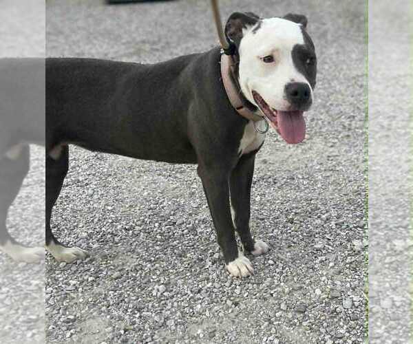 Medium Photo #3 Mutt Puppy For Sale in Evansville, IN, USA