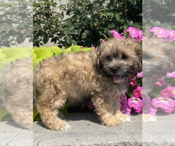 Medium Photo #7 Lhasa Apso-Poodle (Toy) Mix Puppy For Sale in CANOGA, NY, USA