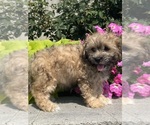 Small #6 Lhasa Apso-Poodle (Toy) Mix