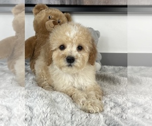 Poodle (Miniature) Puppy for sale in FRANKLIN, IN, USA