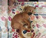 Small #1 Labrador Retriever Mix