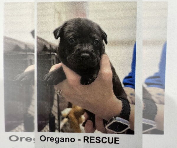 Medium Photo #3 Catahoula Leopard Dog-Unknown Mix Puppy For Sale in Sanford, FL, USA