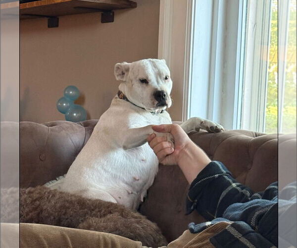 Medium Photo #4 American Pit Bull Terrier-Unknown Mix Puppy For Sale in Germantown, OH, USA