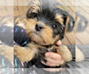 Biewer Yorkie Puppy for sale in SENECA, SC, USA