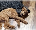 Small Photo #1 Australian Labradoodle Puppy For Sale in PARKER, CO, USA