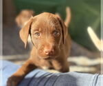 Small #1 Labrador Retriever Mix