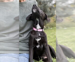 Bitzy - Female Mutt Dog for Adoption - Photo #5