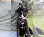 Small Photo #5 Mutt Puppy For Sale in Sandy, UT, USA