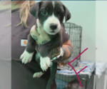 Small Labrador Retriever Mix