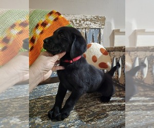 Labrador Retriever Puppy for sale in APPOMATTOX, VA, USA