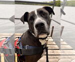 Small #24 American Pit Bull Terrier Mix