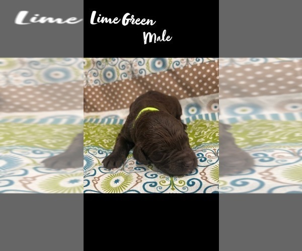 Medium Photo #5 Springerdoodle Puppy For Sale in CLINTON, AR, USA
