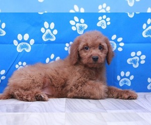 Goldendoodle (Miniature) Puppy for sale in MARIETTA, GA, USA