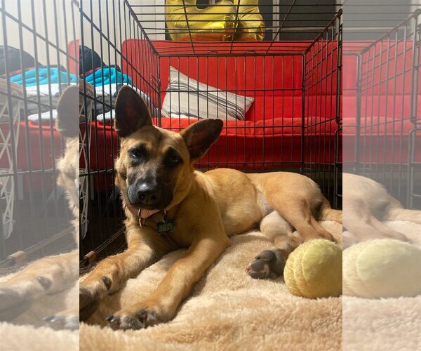 Medium Photo #7 Mutt Puppy For Sale in Dana Point, CA, USA