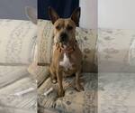 Small American Staffordshire Terrier Mix