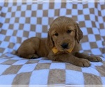 Small #4 Golden Retriever