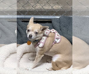 Chihuahua Dogs for adoption in Monte Vista, CO, USA
